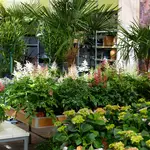 Onze tuinplantenafdeling!