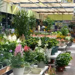 Onze tuinplantenafdeling!