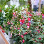 Onze tuinplantenafdeling!