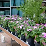 Onze tuinplantenafdeling!