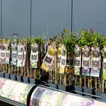 Onze tuinplantenafdeling!