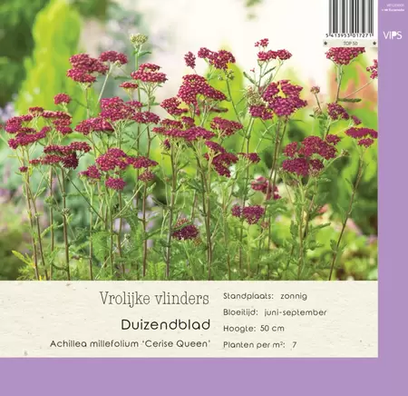 VIPS Achillea mill. Cerise Queen  P9