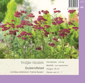 VIPS Achillea mill. Cerise Queen P9