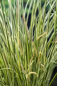 Acorus calamus Gramineus - afbeelding 2