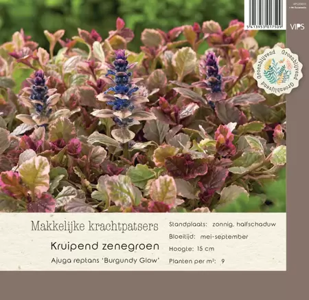 VIPS Ajuga reptans Burgundy Glow p9