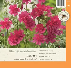 VIPS Alcea rosea Carmine Rose p9