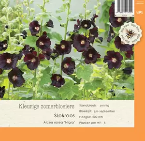 VIPS Alcea rosea Nigra p9