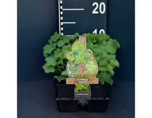 Alchemilla mollis 4-pack