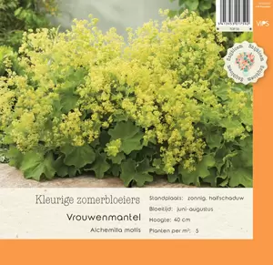 VIPS Alchemilla mollis p9