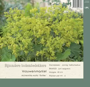 VIPS Alchemilla mollis Thriller p9