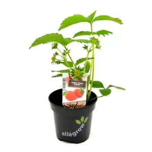 ALLEGROW Aardbei Elsanta - afbeelding 4
