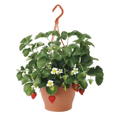 ALLEGROW Aardbei (Fragaria)