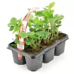 ALLEGROW Aardbei 'Ostara' 6-pack - afbeelding 1