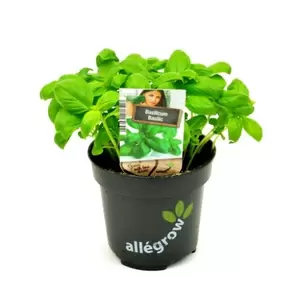ALLEGROW Basilicum - afbeelding 2