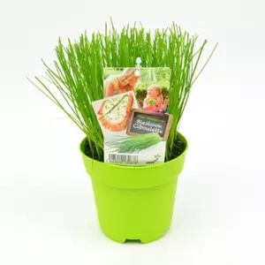 ALLEGROW Bieslook - afbeelding 2