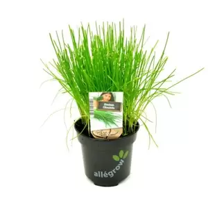 ALLEGROW Bieslook - afbeelding 2