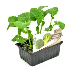 ALLEGROW Broccoli - afbeelding 2
