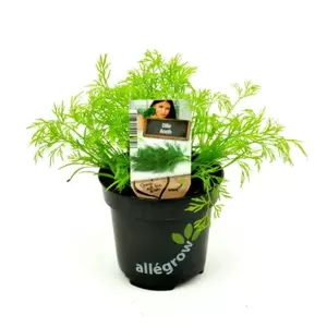 ALLEGROW Dille - afbeelding 2