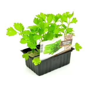ALLEGROW Groene Selderij - afbeelding 2