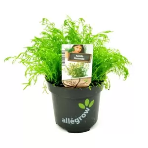 ALLEGROW Kamille - afbeelding 2