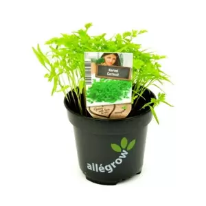 ALLEGROW Kervel - afbeelding 2