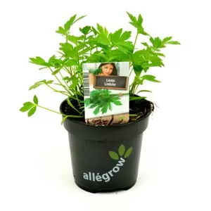 ALLEGROW Lavas Maggiplant - afbeelding 2