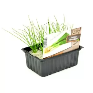 ALLEGROW Lente ui - afbeelding 2