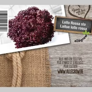 ALLEGROW Lollo Rossa - afbeelding 2