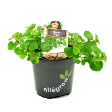 ALLEGROW Oregano - afbeelding 1