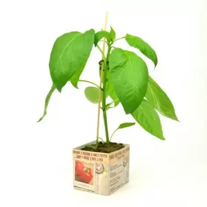 ALLEGROW Paprika Rood - afbeelding 2