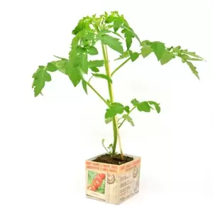 ALLEGROW Snack tomaat - afbeelding 2