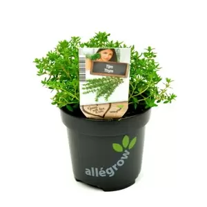ALLEGROW Thijm - afbeelding 2