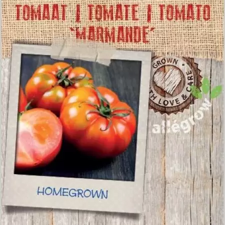 ALLEGROW Tomaat 'Marmande' - afbeelding 2