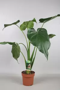 Alocasia cucullata P19 - afbeelding 3