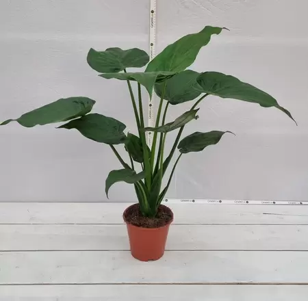 Alocasia cucullata P19 - afbeelding 3