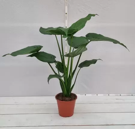 Alocasia cucullata P19 - afbeelding 2