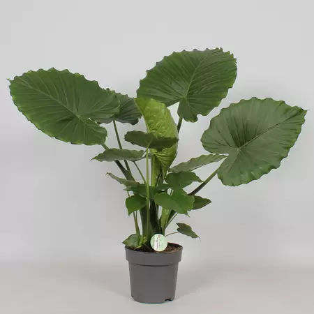 Alocasia gageana P21