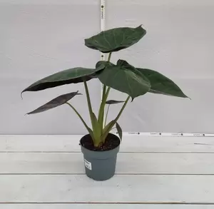 Alocasia wentii P19 - afbeelding 1