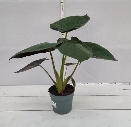 Alocasia wentii P19 - afbeelding 2