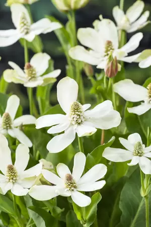 Anemopsis californica