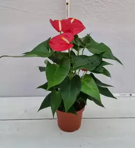 Anthurium andr. 'Kentucky' P14 - afbeelding 2