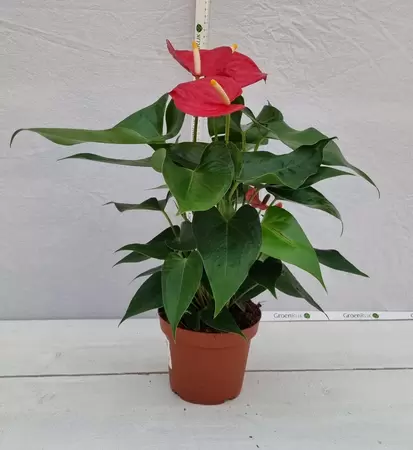 Anthurium andr. 'Kentucky' P14 - afbeelding 1