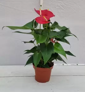 Anthurium andr. 'Kentucky' P14 - afbeelding 2