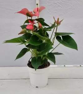 Anthurium andr. 'Pink Champion' P14 - afbeelding 1