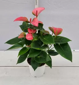 Anthurium andr. 'Pink Champion' P14 - afbeelding 2