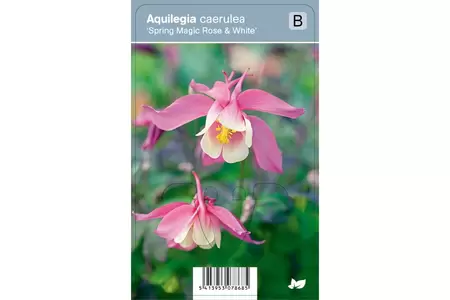 VIPS Aquilegia c. Spr. Mag. Rose & Wh P9 - afbeelding 2