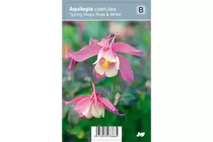 VIPS Aquilegia c. Spr. Mag. Rose & Wh P9 - afbeelding 2