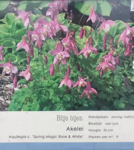 VIPS Aquilegia c. Spr. Mag. Rose & Wh P9 - afbeelding 1