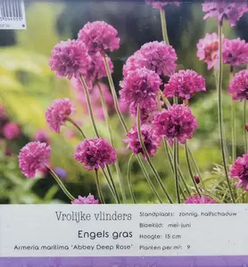 VIPS Armeria maritima Abbey Deep Rose P9