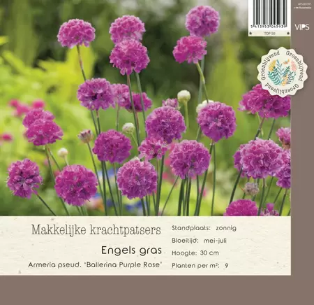 VIPS Armeria pseu Ballerina Purple Rose